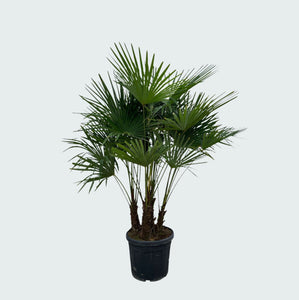 Trachycarpus Multistam - 220cm