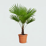 Product afbeelding 1