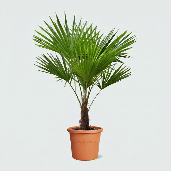 Trachycarpus Fortunei - 140 cm