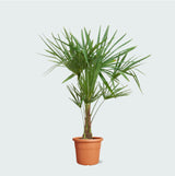 Product afbeelding 1