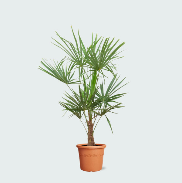 Trachycarpus Fortunei - 150 cm kopen bij Green Bubble