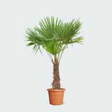 Product afbeelding 1