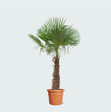 Product afbeelding 1