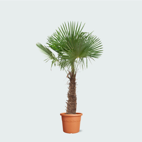 kentia palme hornbach Trachycarpus Fortunei | 270cm