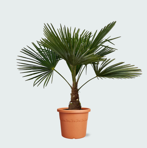 Trachycarpus fortunei: tips en info voor aankoop 8 Green Bubble - Chinese Waaierpalm