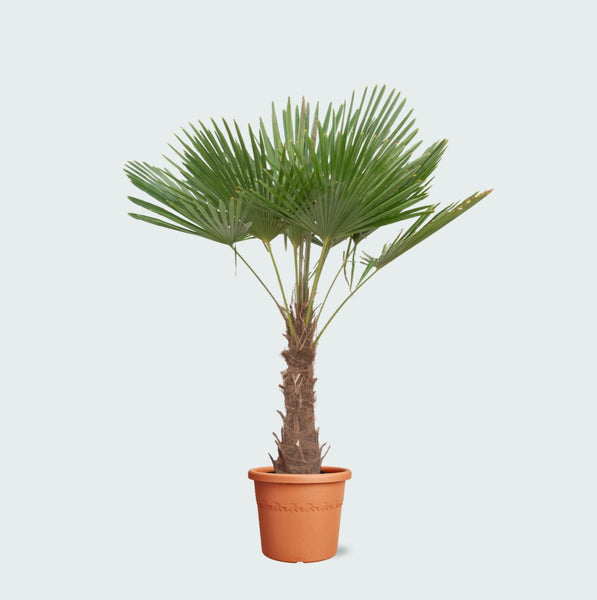 Trachycarpus Fortunei - 200 cm