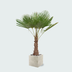 Trachycarpus Fortunei inclusief pot Grigio Cube - 200cm
