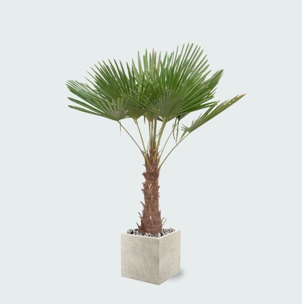 Trachycarpus Fortunei inclusief pot Grigio Cube - 200cm
