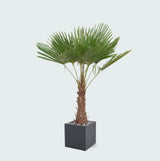 Product afbeelding 2