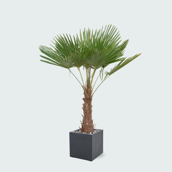 Trachycarpus Fortunei inclusief pot Grigio Cube - 200cm