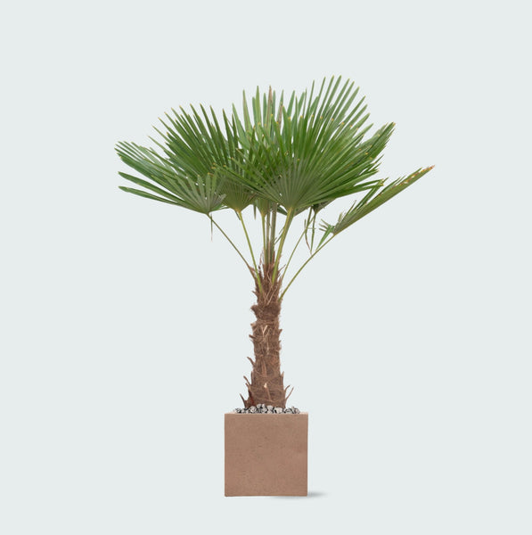 Trachycarpus Fortunei inclusief pot Grigio Cube - 200cm