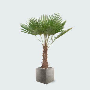 Trachycarpus Fortunei inclusief pot Grigio Cube - 200cm