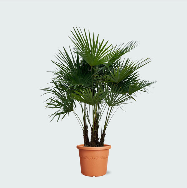 Trachycarpus Multistam - 220cm kopen bij Green Bubble