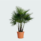 Product afbeelding 1