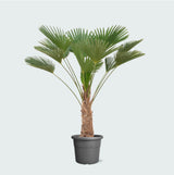 Product afbeelding 1