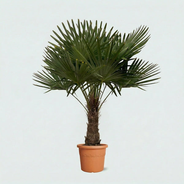 Trachycarpus Fortunei - 200 cm