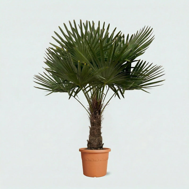 Trachycarpus Fortunei | 200cm
