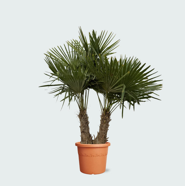 Trachycarpus Multistam - 200cm