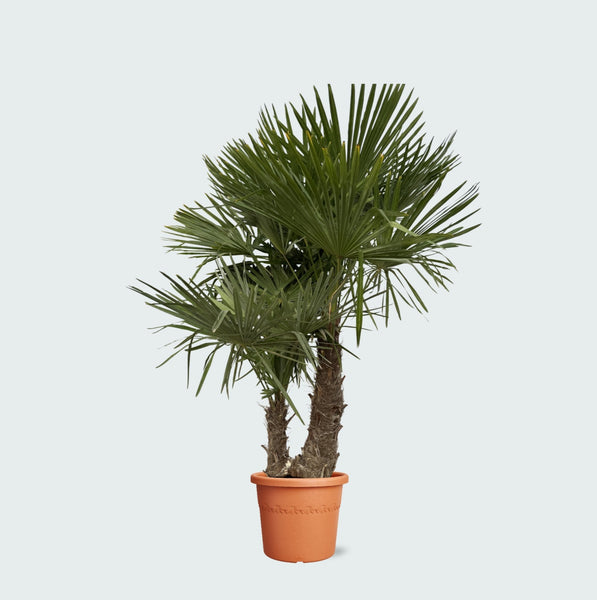 Trachycarpus Multistam - 270cm