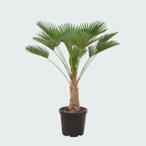 Product afbeelding 2
