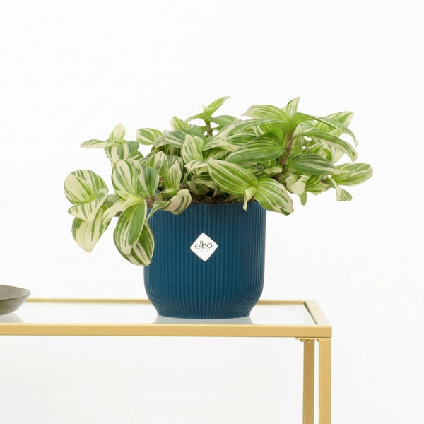 Tradescantia Brightness - 20cm