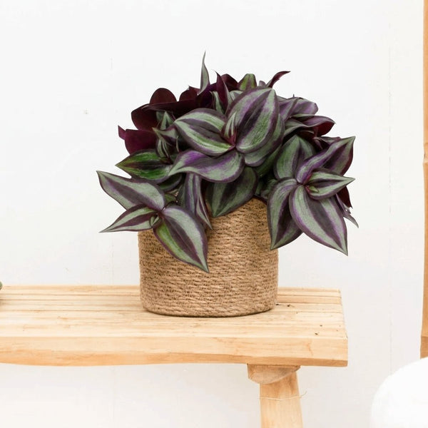 Tradescantia Zebrina - 20cm