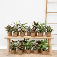 Verrassingsbox - 18 planten