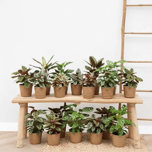 Boîte à surprises - 18 plantes