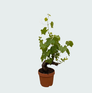 Druivenboom (Vitis Vinifera Bianca) - 70cm