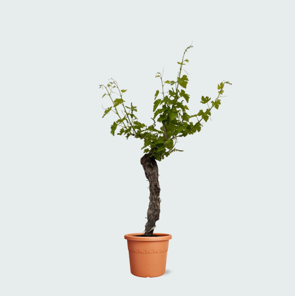 Vigne (Vitis Vinifera Nera) - 130cm