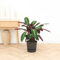 Calathea Warscewiczii - 70cm