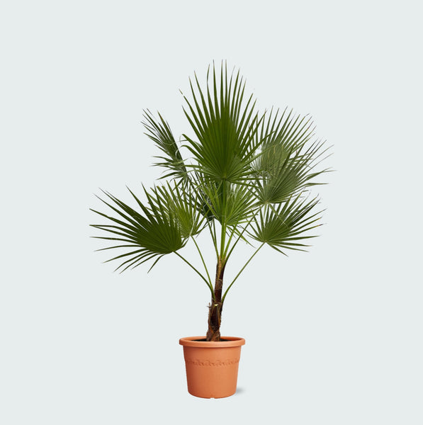 Washingtonia Robusta - 170 cm