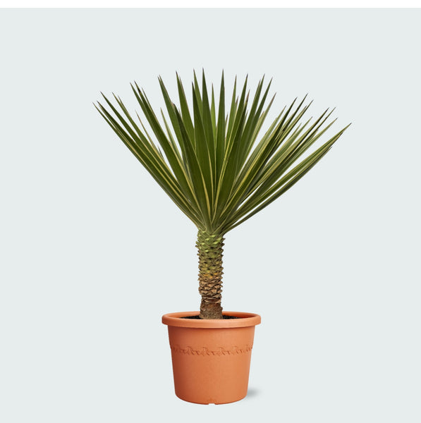 Yucca Aloifolia - 80 cm