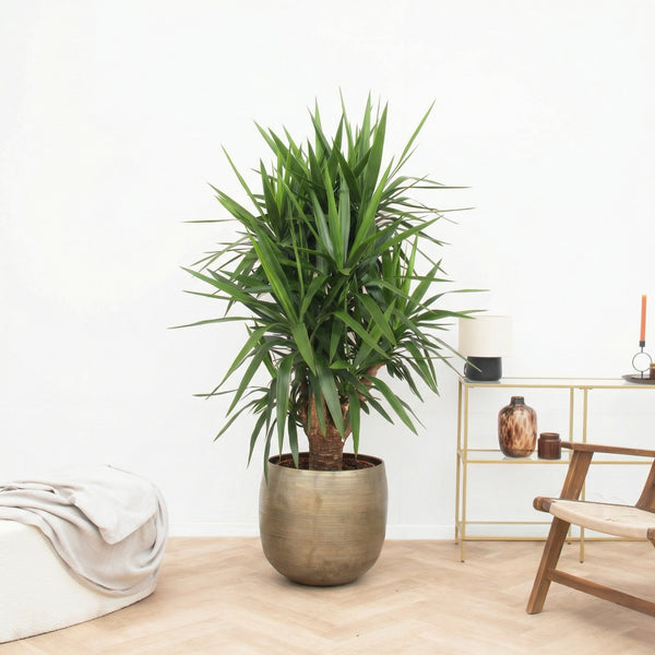 Yucca Elephantipes multistam - 150cm 