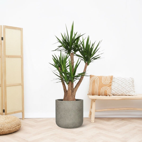 Yucca Elephantipes multistam - 180cm 