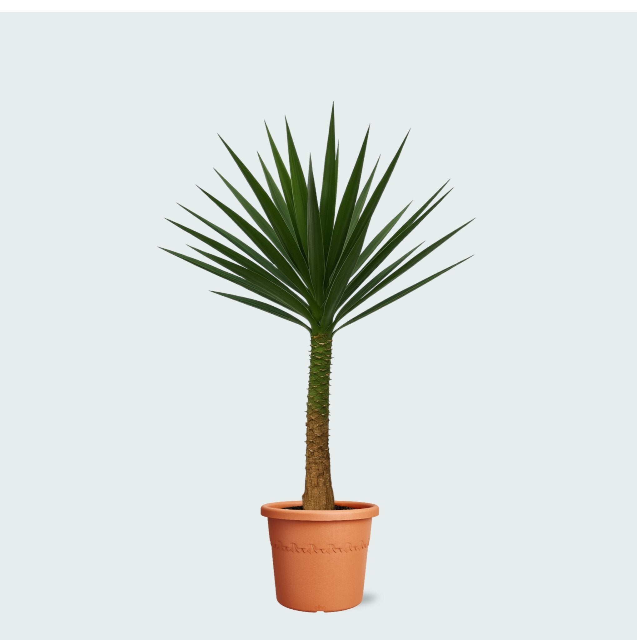 Yucca Elephantipes auf Stamm - 230 cm