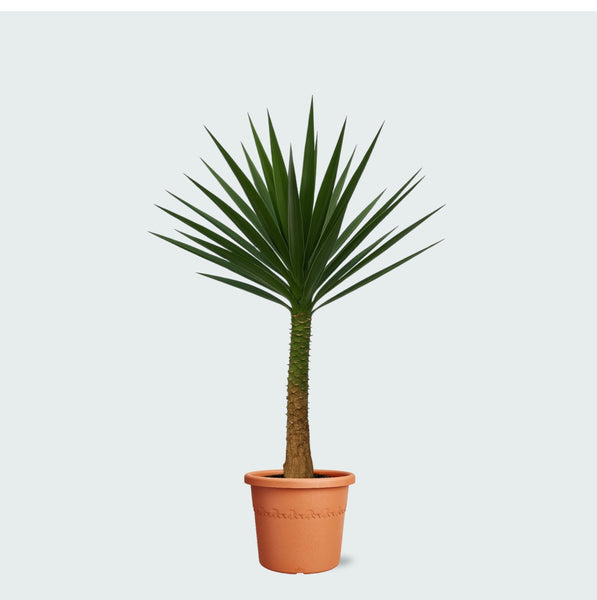 Yucca Elephantipes op stam - 230 cm