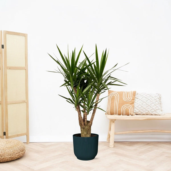 Yucca Elephantipes multistam - 150cm 