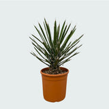 Product afbeelding 3