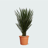Product afbeelding 1