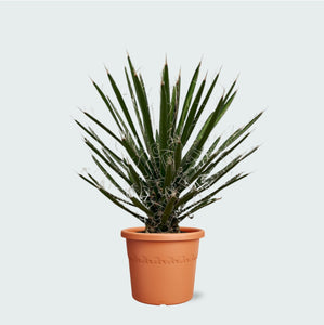 Yucca Filifera - 70 cm