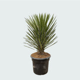 Product afbeelding 3