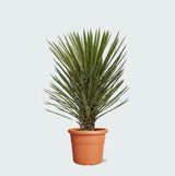 Product afbeelding 1