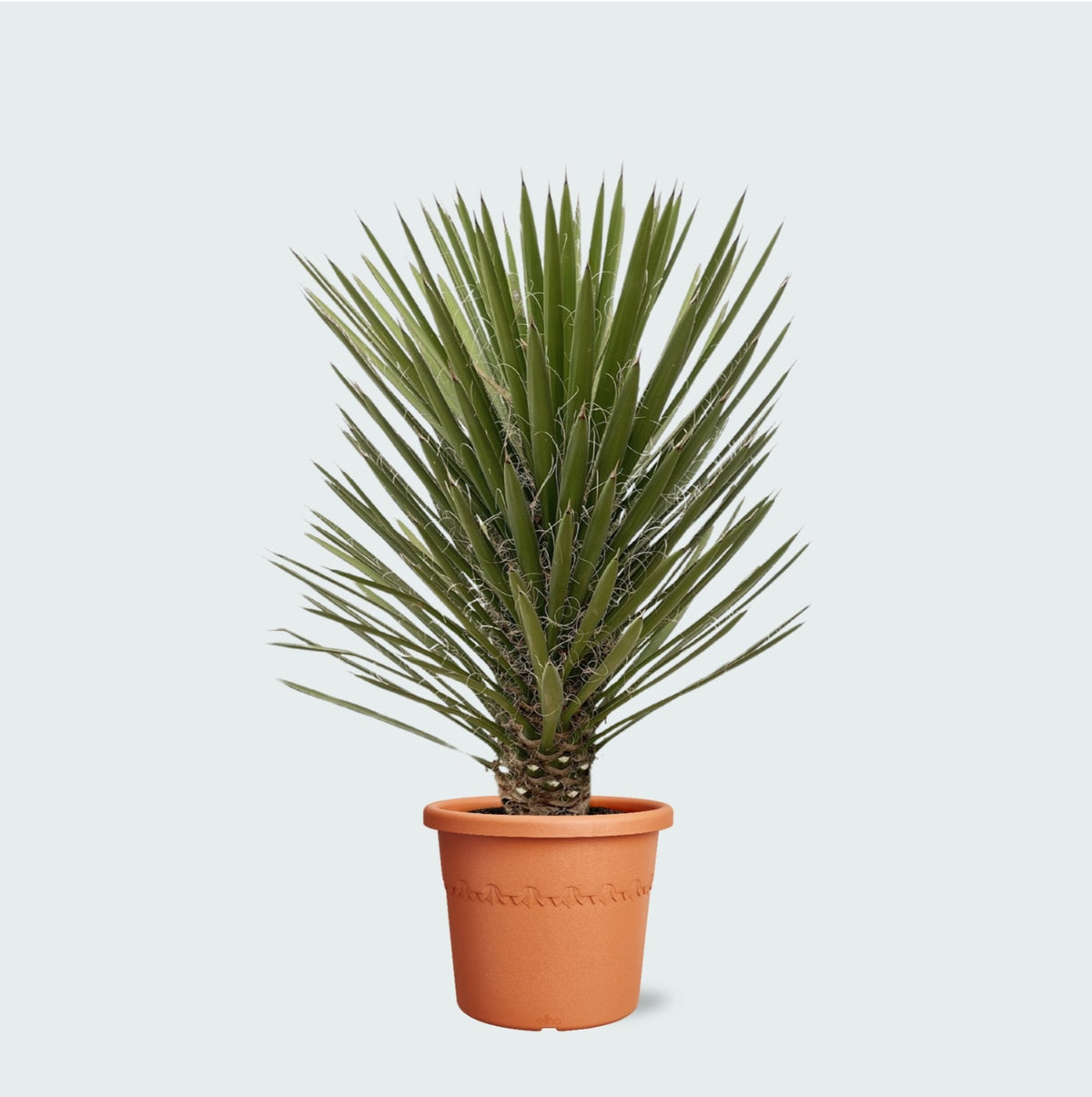 Cuidado de la Yucca Filifera verzorging - Green Bubble