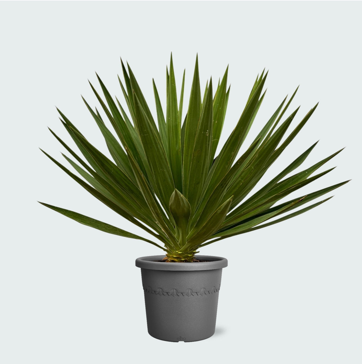 Pleje af Yucca Gloriosa verzorging - Green Bubble