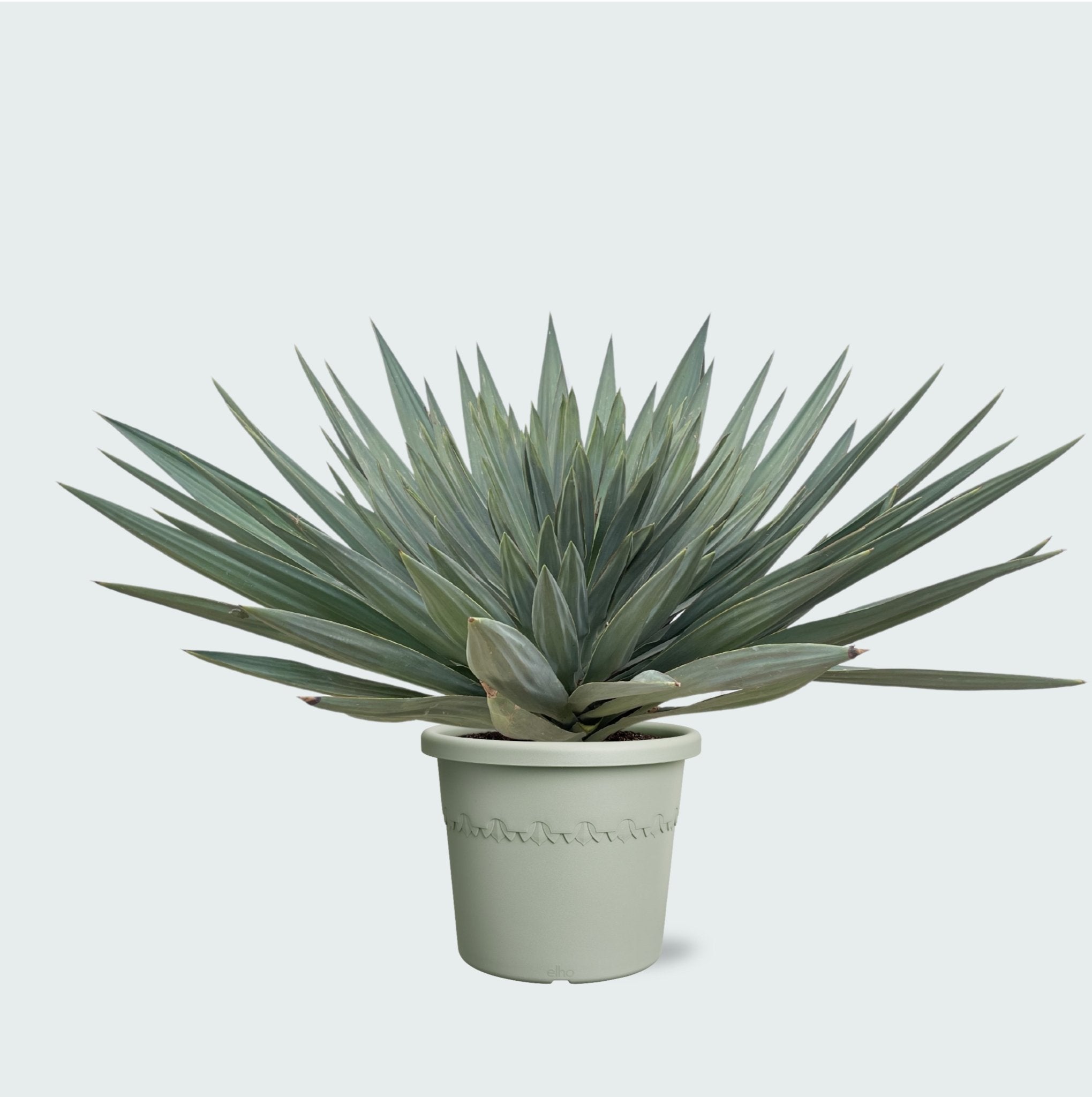 palmlilien yucca Yucca Gloriosa 'Lone Star' | 140 cm