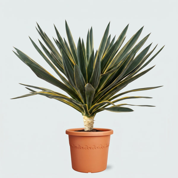 Yucca Gloriosa Variegata - 110cm