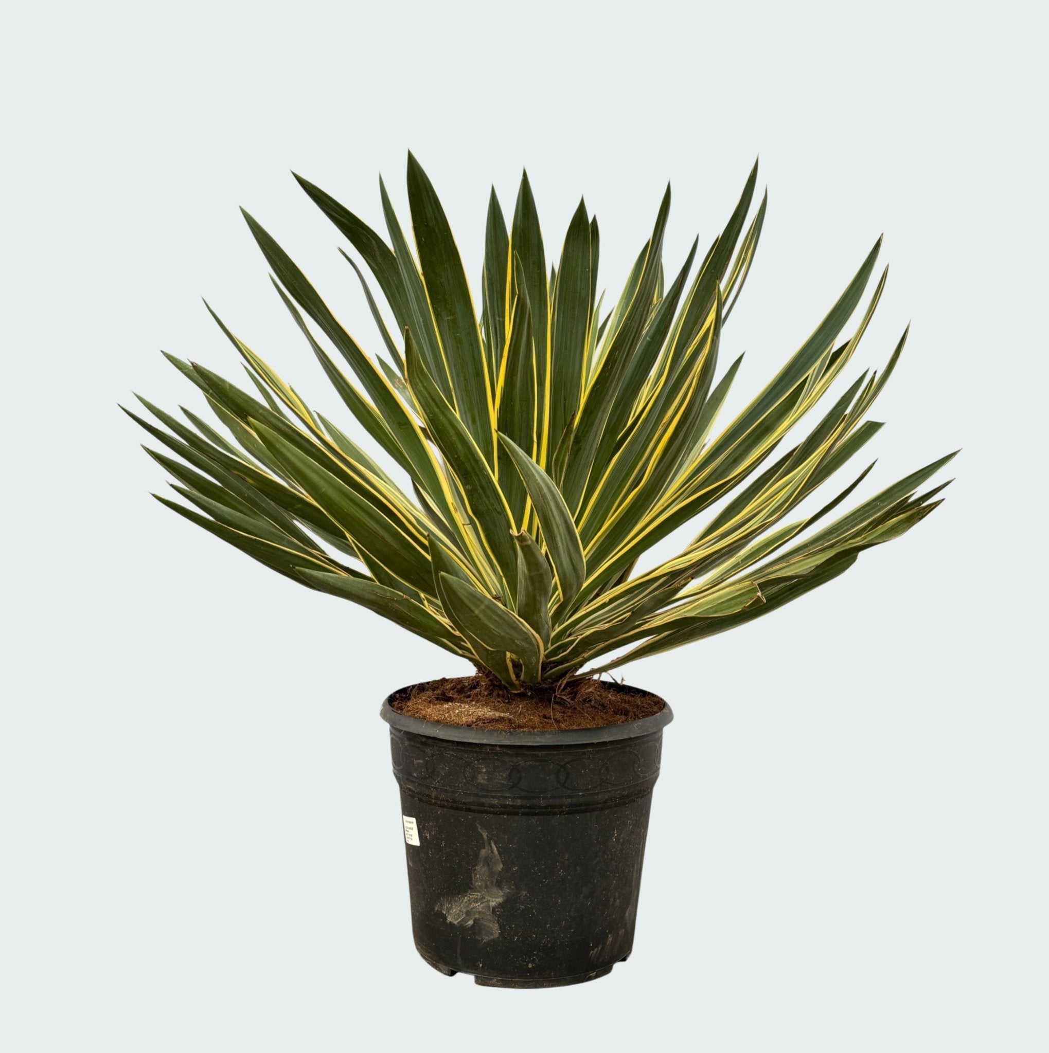 Yucca Gloriosa Variegata - 80 cm