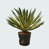 Product afbeelding 2
