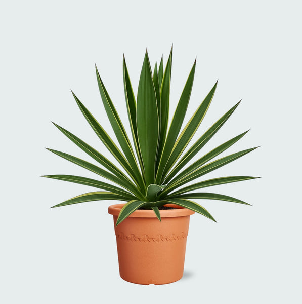 Yucca Gloriosa Variegata - 50cm